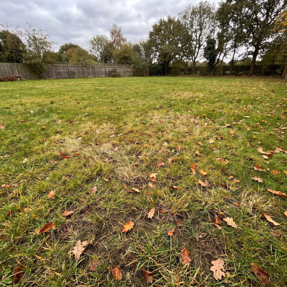 Autumn lawn showing green regrowth and dry patches after hot weather