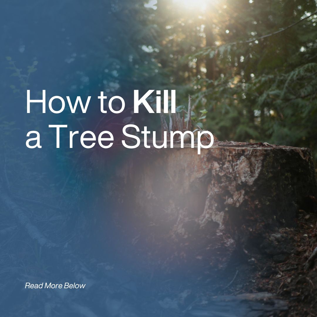 How to Kill a Tree Stump: 6 Ways to Remove Stumps