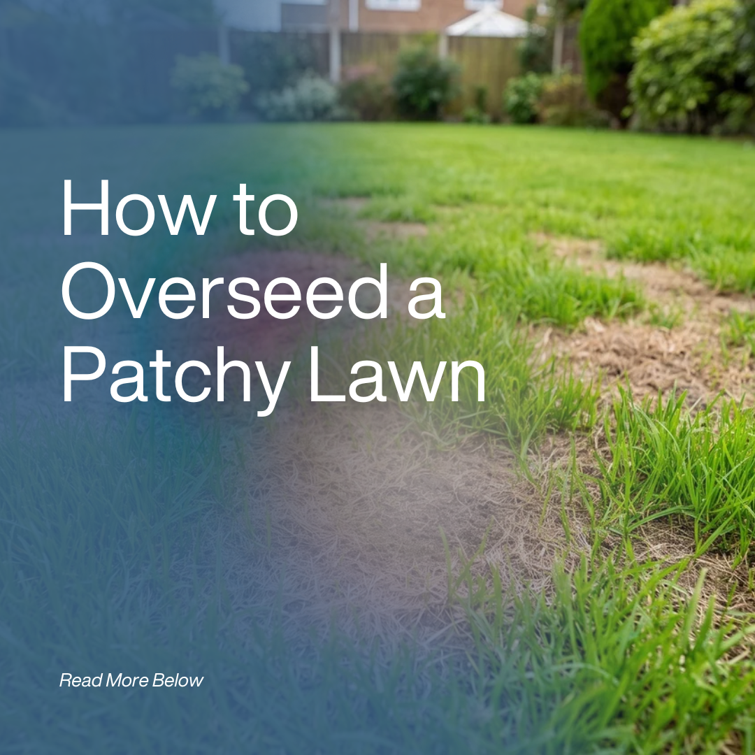 Patchy lawn with fresh green growth and bare areas after a dry summer