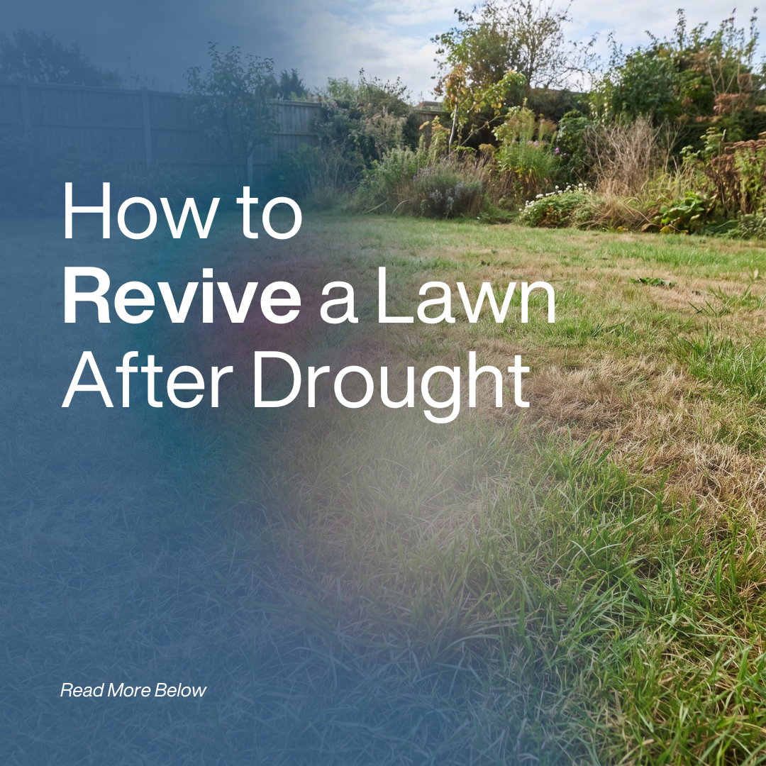 A lawn that has patches of dead grass all over it