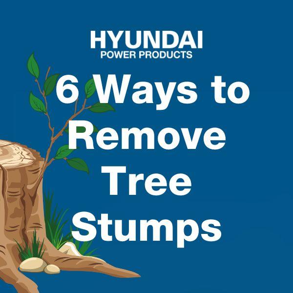 How to Kill a Tree Stump: 6 Ways to Remove Stumps