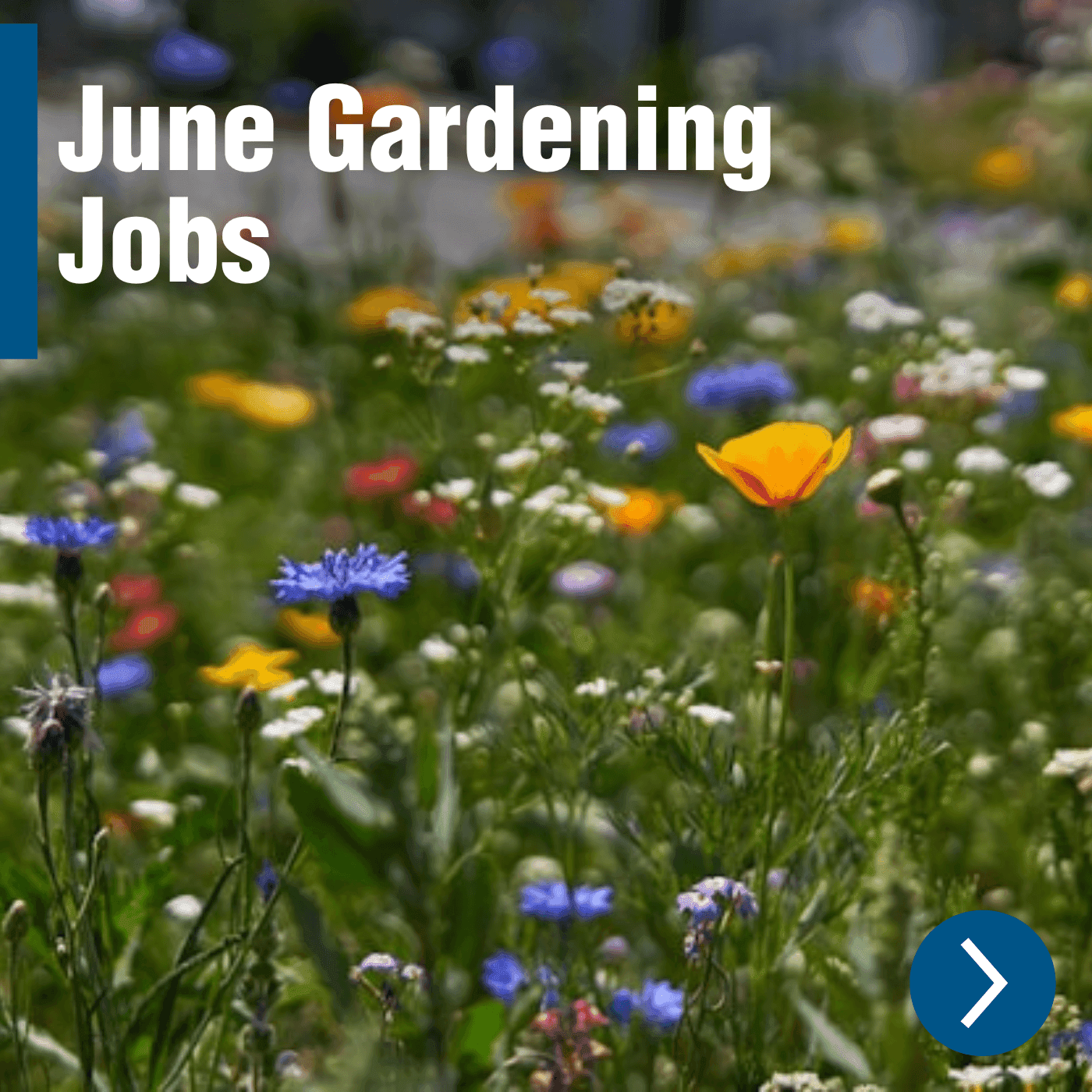 June Gardening Jobs: Essential Garden Tasks