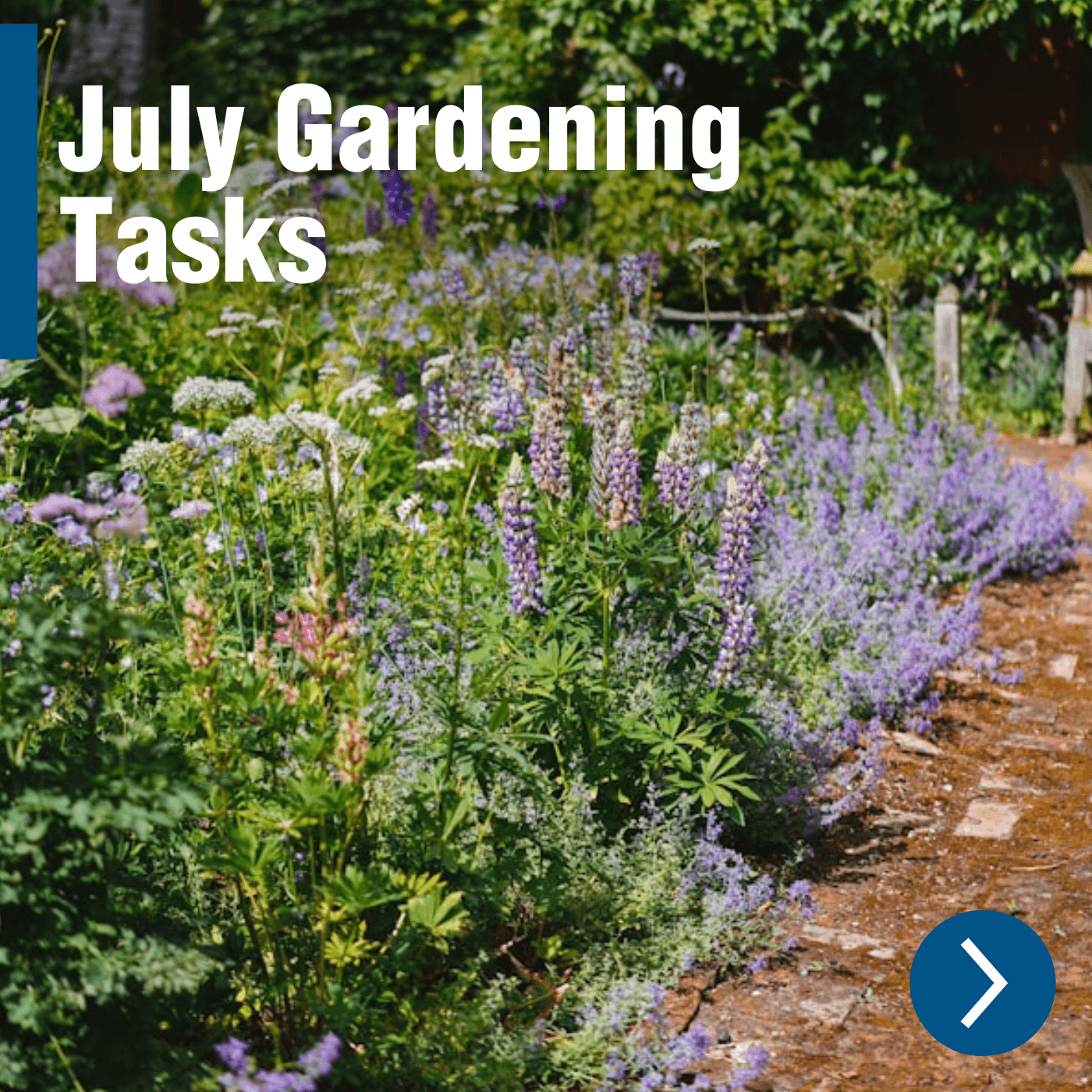 July Gardening Tasks: Dealing with the Heat and Getting Ready for Late Summer