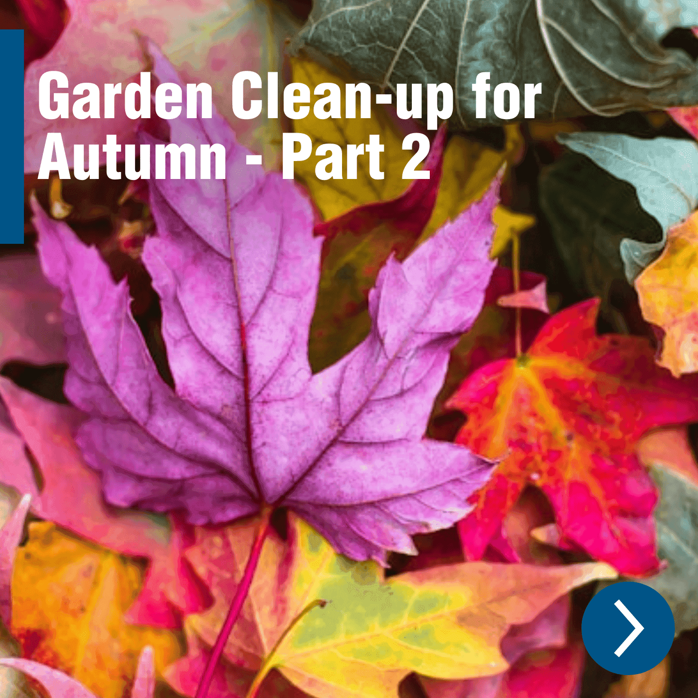 Garden Clean-up for Autumn - Part 2